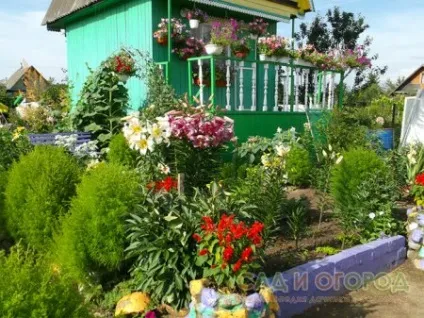 Як створити красиву клумбу
