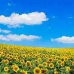 Каталог малюнків для фотошпалер і натяжних стель (арт-друк) Каталог малюнків для фотошпалер і натяжних стель