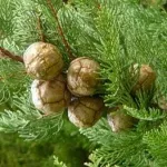 Кипариса ефірне - масло, ефіромагія (ефірного масла кипариса) Кипариса ефірне - масло, ефіромагія