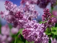 До чого сниться бузок сонник - бузок уві сні, що означає, якщо приснилася бузок (чого) До чого сниться бузок сонник - бузок уві сні, що означає, якщо приснилася бузок