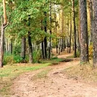 До чого сниться ліс