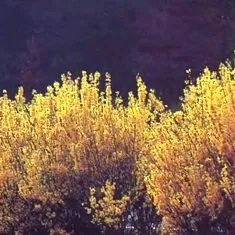 Каталог садових квітів - назви, фото і опис садових квітів - сторінка 2