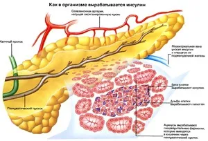 Кишкова гормональна система (система) Кишкова гормональна система