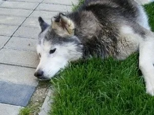 До чого призводить отруєння ізоніазидом і як зняти його наслідки (отруєння) До чого призводить отруєння ізоніазидом і як зняти його наслідки