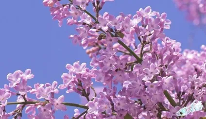 До чого сниться бузок біла або бузкова, квітучий кущ або букет (бузкова) До чого сниться бузок біла або бузкова, квітучий кущ або букет