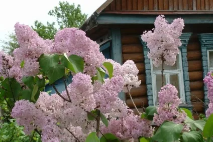 До чого сниться бузок біла або бузкова, квітучий кущ або букет (біла) До чого сниться бузок біла або бузкова, квітучий кущ або букет