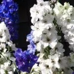 Коли пересаджувати дельфініум краще навесні або восени (дельфініум) Коли пересаджувати дельфініум краще навесні або восени