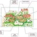 Клумба з астильба, створюємо гарний сад (красивий) Клумба з астильба, створюємо гарний сад