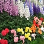 Коли пересаджувати дельфініум краще навесні або восени (пересаджувати) Коли пересаджувати дельфініум краще навесні або восени