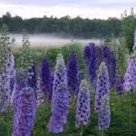 Коли пересаджувати дельфініум краще навесні або восени (дельфініум) Коли пересаджувати дельфініум краще навесні або восени