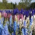 Коли пересаджувати дельфініум краще навесні або восени (пересаджувати) Коли пересаджувати дельфініум краще навесні або восени