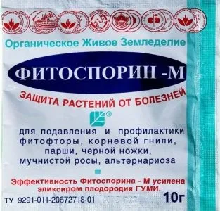 Кладоспоріоз томатів лікування бурої плямистості, сорти стійкі до хвороби (кладоспоріоз) Кладоспоріоз томатів лікування бурої плямистості, сорти стійкі до хвороби