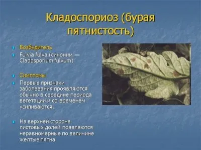Кладоспоріоз томатів лікування бурої плямистості, сорти стійкі до хвороби (бурого) Кладоспоріоз томатів лікування бурої плямистості, сорти стійкі до хвороби