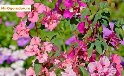 Кларкія способи посіву і особливості догляду (догляду) Кларкія способи посіву і особливості догляду