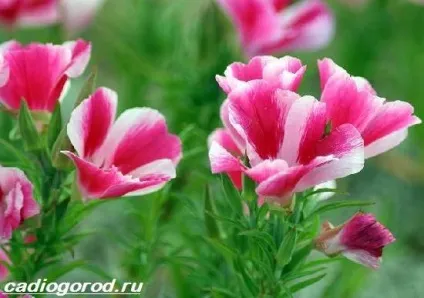 Кларкія квіти
