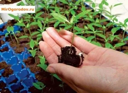 Кларкія способи посіву і особливості догляду (догляду) Кларкія способи посіву і особливості догляду