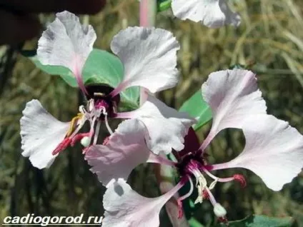 Кларкія квіти