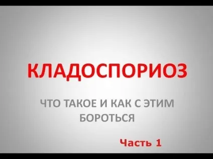 Кладоспоріоз томатів лікування бурої плямистості, сорти стійкі до хвороби (кладоспоріоз) Кладоспоріоз томатів лікування бурої плямистості, сорти стійкі до хвороби