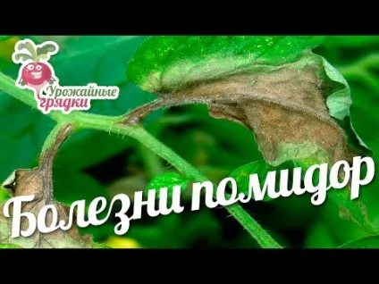 Кладоспоріоз томатів лікування бурої плямистості, сорти стійкі до хвороби (лікування) Кладоспоріоз томатів лікування бурої плямистості, сорти стійкі до хвороби