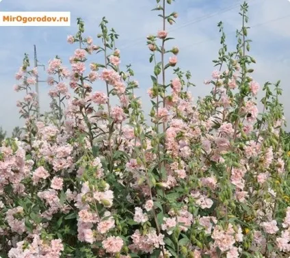 Кларкія способи посіву і особливості догляду (посіву) Кларкія способи посіву і особливості догляду