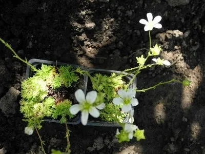 Кімнатна камнеломка вирощування з насіння в домашніх умовах - енциклопедія квітів (вирощування) Кімнатна камнеломка вирощування з насіння в домашніх умовах - енциклопедія квітів