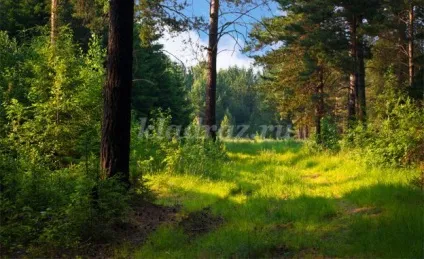 Конспект уроку по предмету «витоки»