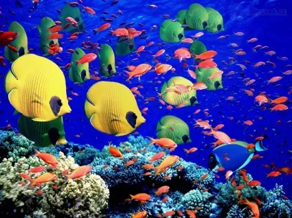 Кому корисно відпочивати на закордонних морях і океанах (море) Кому корисно відпочивати на закордонних морях і океанах
