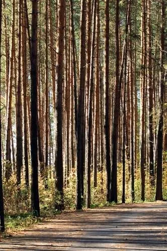 Корабельна гай Івана Шишкіна, сайт присвячений туризму та подорожей (Нижньокамський район) Корабельна гай Івана Шишкіна, сайт присвячений туризму і подорожей
