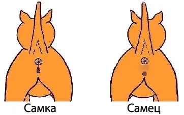 Кошкодром, змінити долю можна! (можна, можливо) Кошкодром, змінити долю можна!