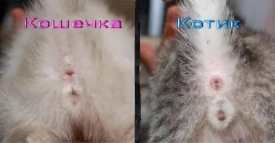 Кошкодром, змінити долю можна! (можна, можливо) Кошкодром, змінити долю можна!