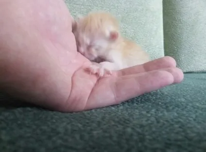 Кошенята з вулиці або, не будьте скотами (кошенята) Кошенята з вулиці або, не будьте скотами