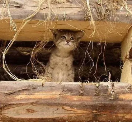 Коти на полюванні - все найцікавіше! (Цікаве) Коти на полюванні - все найцікавіше!