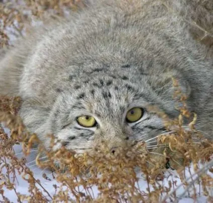 Коти на полюванні - все найцікавіше! (Коти) Коти на полюванні - все найцікавіше!