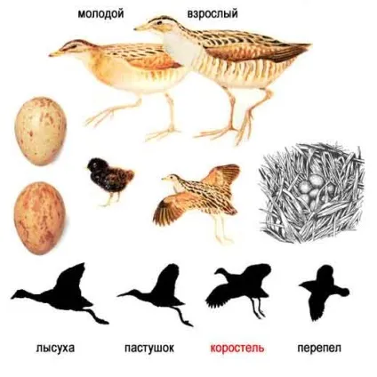 Деркач, або деркач