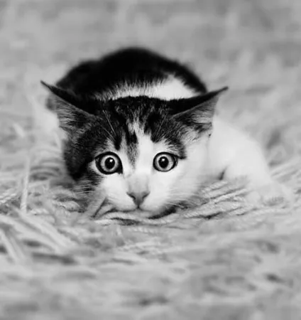 Коти на полюванні - все найцікавіше! (Коти) Коти на полюванні - все найцікавіше!