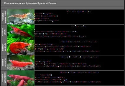 Креветка вишня - черрі зміст, сумісність, розмноження, фото-відео огляд (вишня) Креветка вишня - черрі зміст, сумісність, розмноження, фото-відео огляд