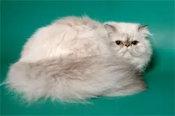 Хто такі гімалайські коти