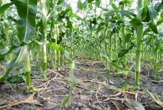 Кукурудза вирощування і догляд у відкритому грунті, технологія (грунті) Кукурудза вирощування і догляд у відкритому грунті, технологія