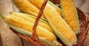 Кукурудза вирощування і догляд у відкритому грунті, технологія (догляд) Кукурудза вирощування і догляд у відкритому грунті, технологія