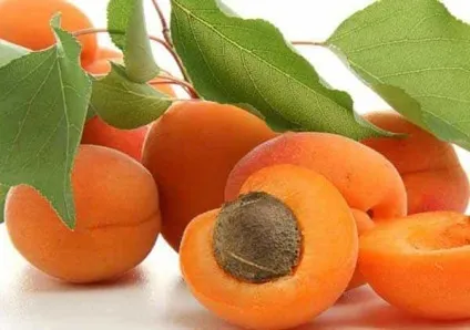 Курага - користь і шкода для чоловіків, жінок, дітей (шкода) Курага - користь і шкода для чоловіків, жінок, дітей