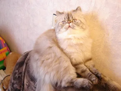 Хто такі гімалайські коти