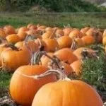 Тютюн для куріння вирощування в домашніх умовах (тютюн) Тютюн для куріння вирощування в домашніх умовах