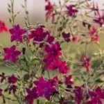 Тютюн для куріння вирощування в домашніх умовах (умовах) Тютюн для куріння вирощування в домашніх умовах