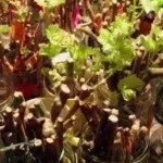 Тютюн для куріння вирощування в домашніх умовах (менше двадцяти сантиметрів більше) Тютюн для куріння вирощування в домашніх умовах