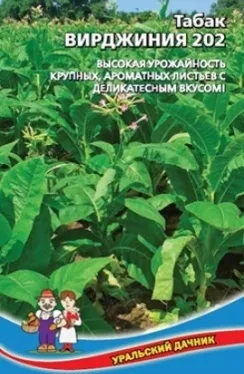 Тютюн для куріння вирощування в домашніх умовах (двадцяти сантиметрів більше) Тютюн для куріння вирощування в домашніх умовах