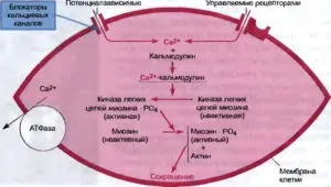 Лікування артеріальної гіпертонії схеми і сучасні препарати (артеріальної) Лікування артеріальної гіпертонії схеми і сучасні препарати