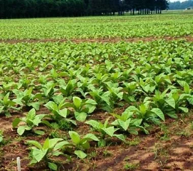 Тютюн для куріння вирощування в домашніх умовах (менше двадцяти сантиметрів більше) Тютюн для куріння вирощування в домашніх умовах
