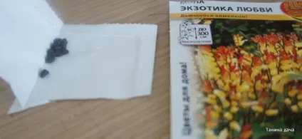 Квамокліт лопатевий (міна)