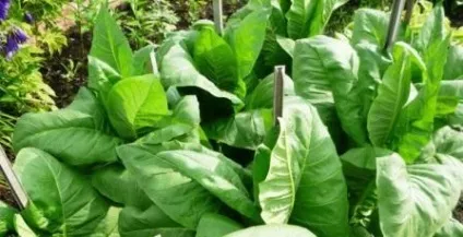 Тютюн для куріння вирощування в домашніх умовах (тютюн) Тютюн для куріння вирощування в домашніх умовах
