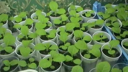 Тютюн для куріння вирощування в домашніх умовах (тютюн) Тютюн для куріння вирощування в домашніх умовах